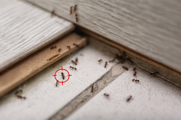 Best Mosquito Control Services  in Archbald, PA