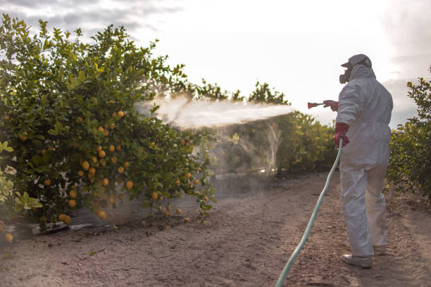 Best Termite Control Services  in Archbald, PA