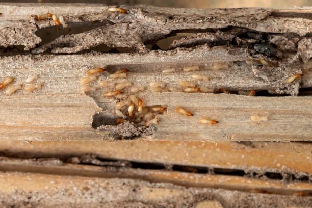 Best Insect Control  in Archbald, PA